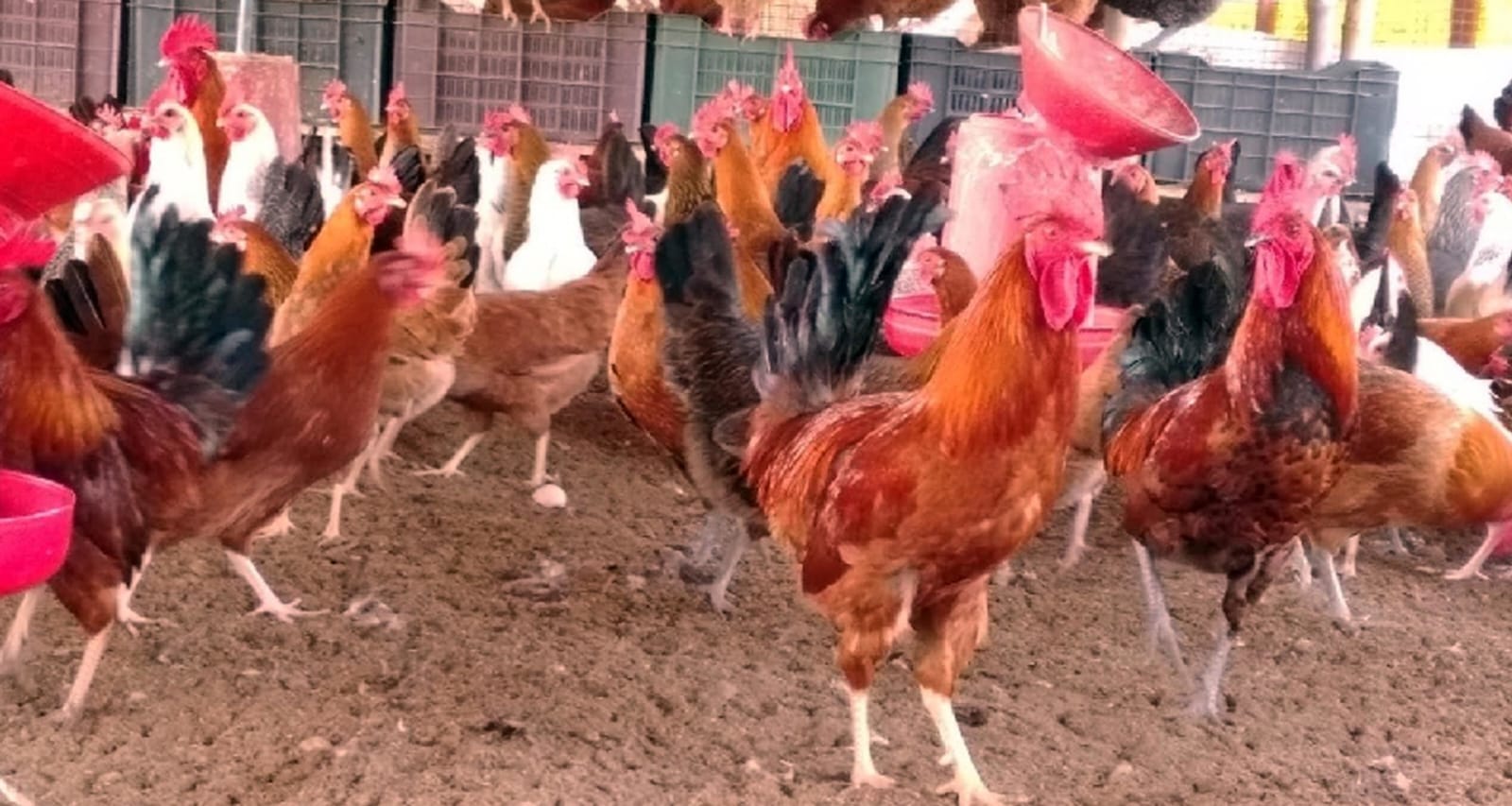 সোনালী ক্লাসিক (Sonali Classic)